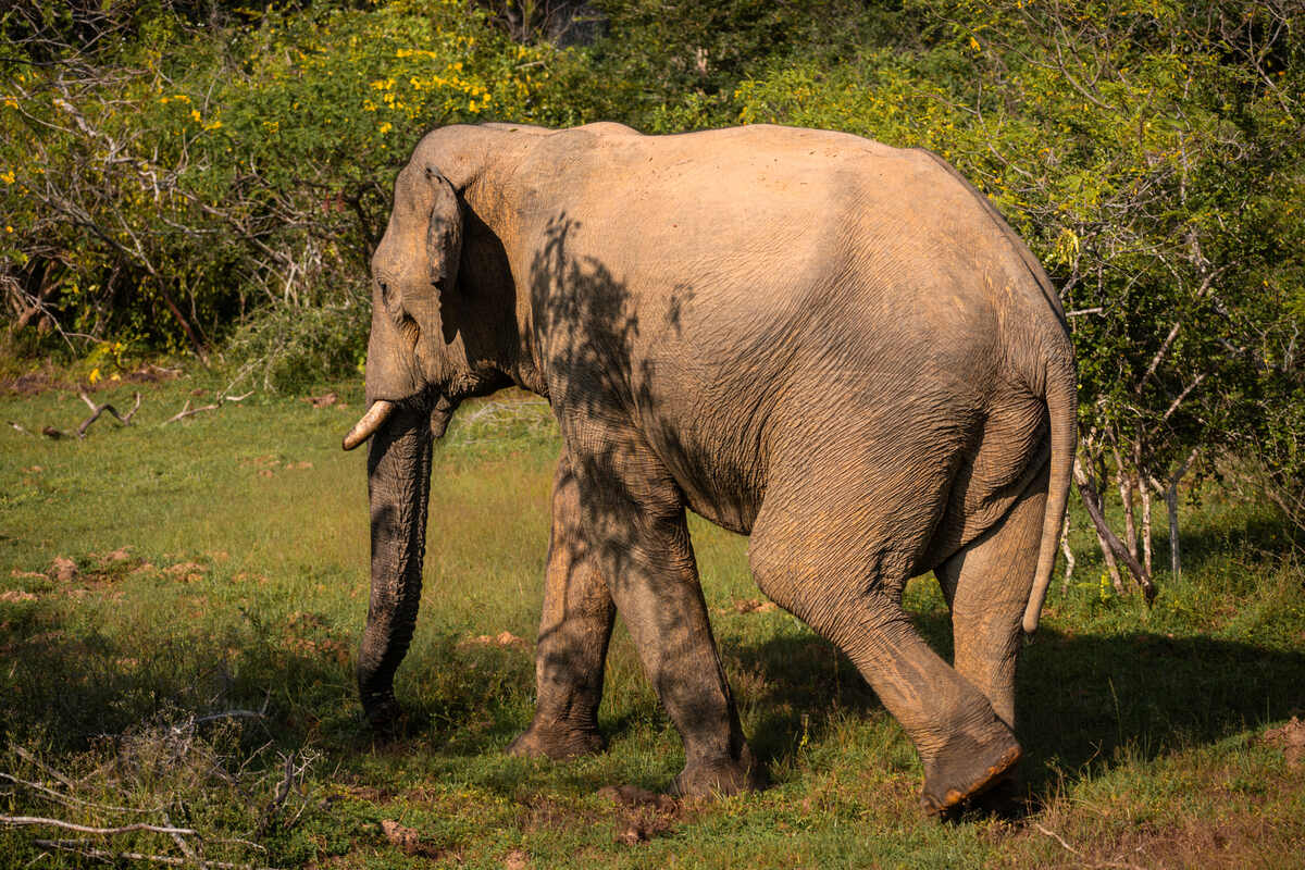Elephant in Yala National Park