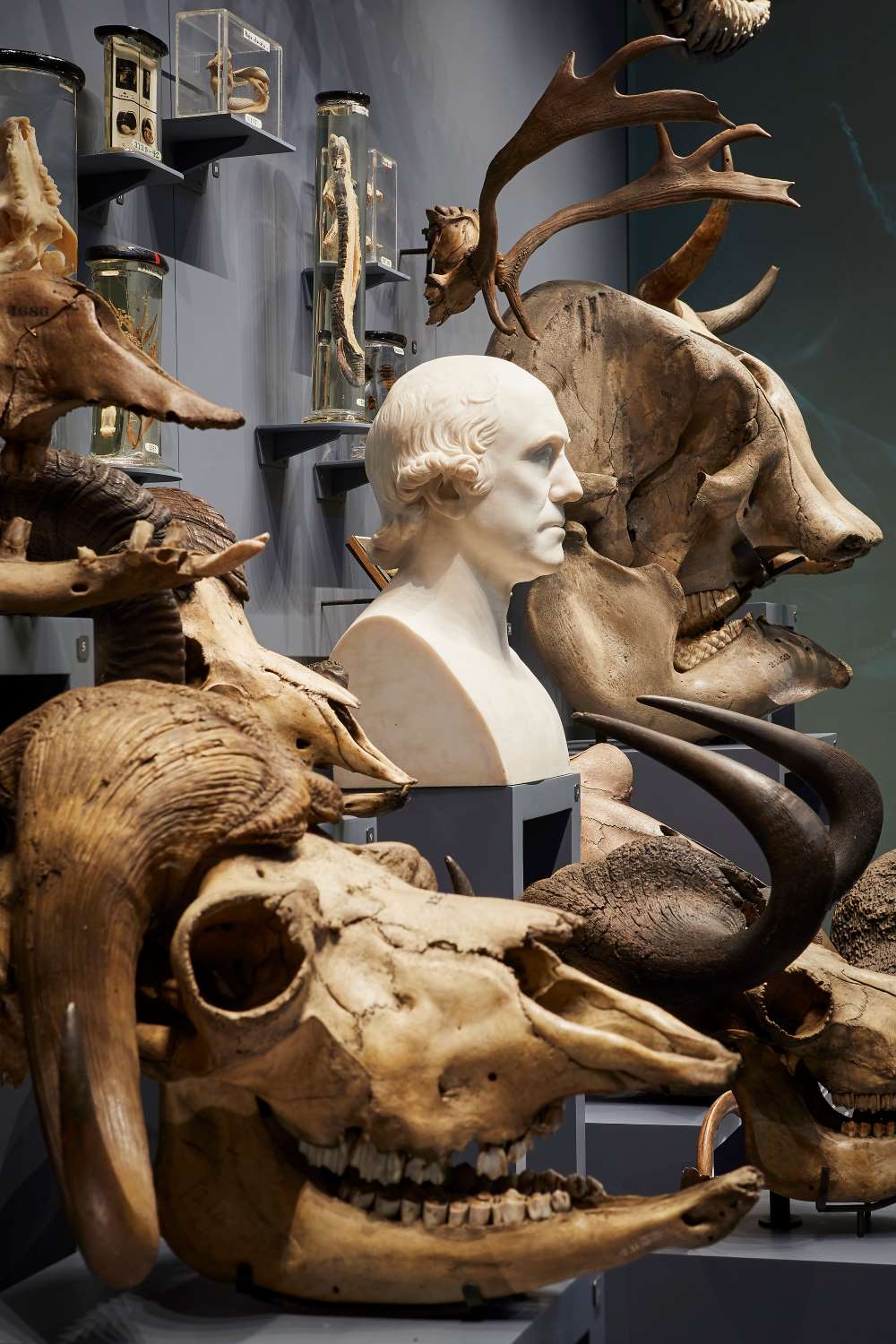 Hunterian Museum in London