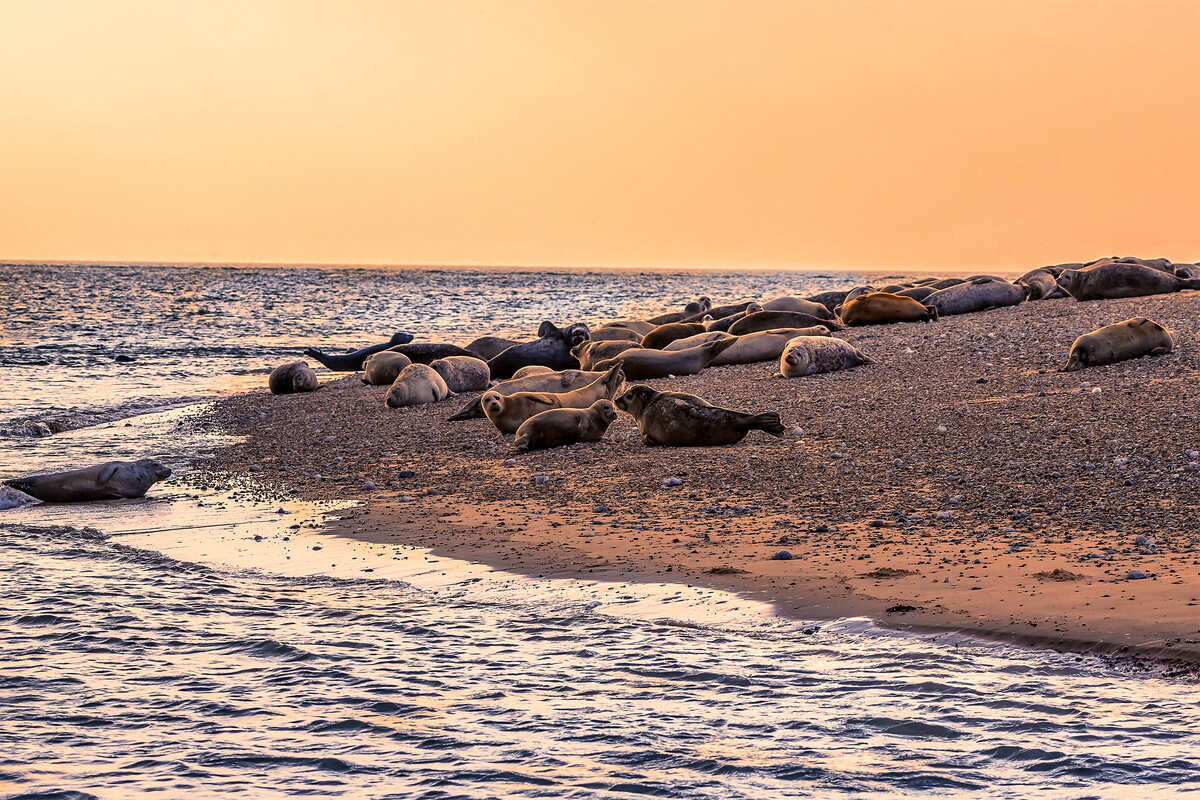 Blakeney Point in Norfolk