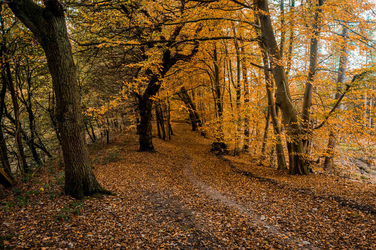 Delamere Forest in Cheshire, England