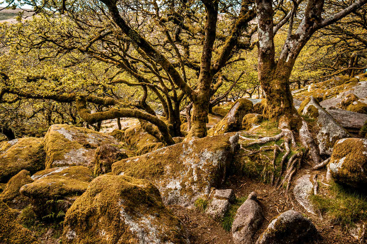 Wistman’s Woods in Devon