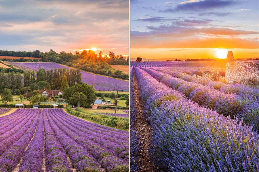 Castle Farm in Kent __ Provence in France