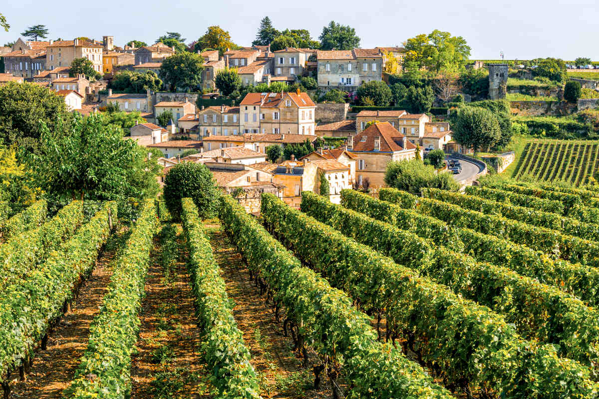 Sineyards of Saint Emilion Bordeaux France