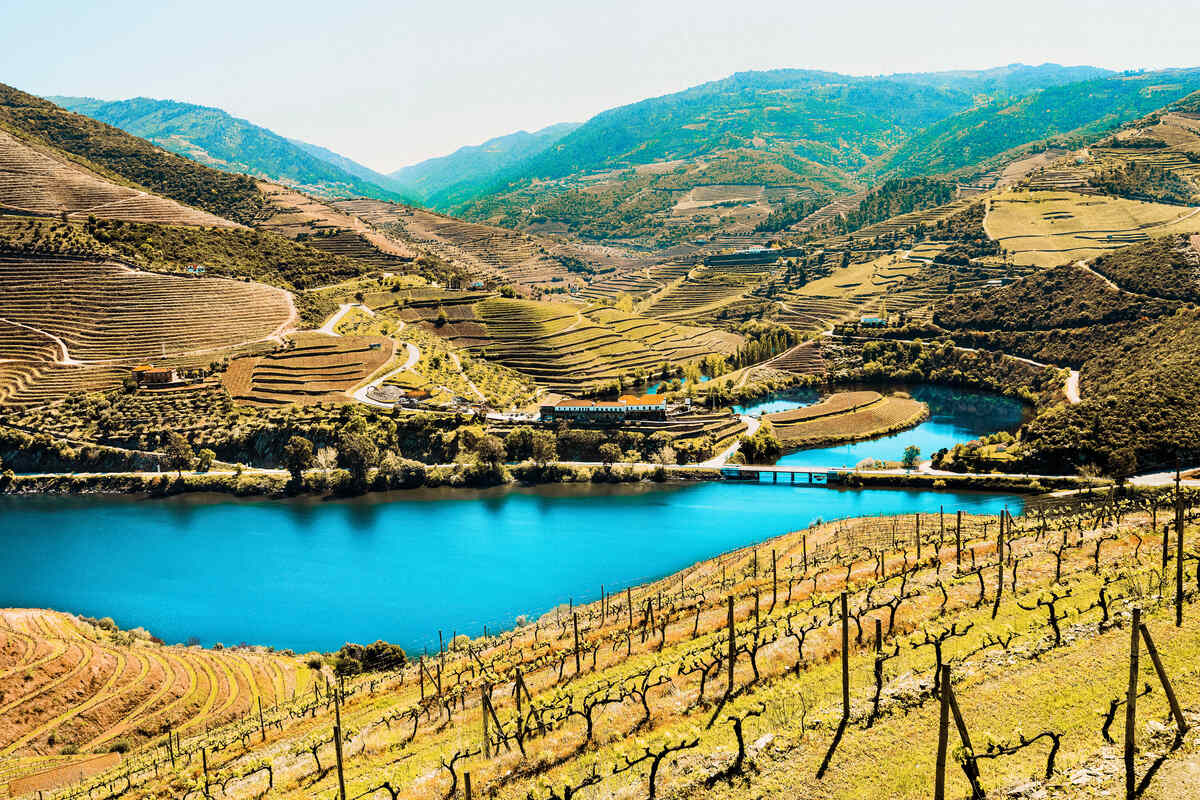 Vineyard at Douro Valley and river in Portugal