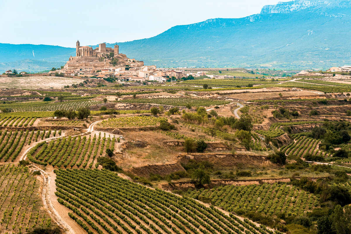 La Rioja Spain vineyard