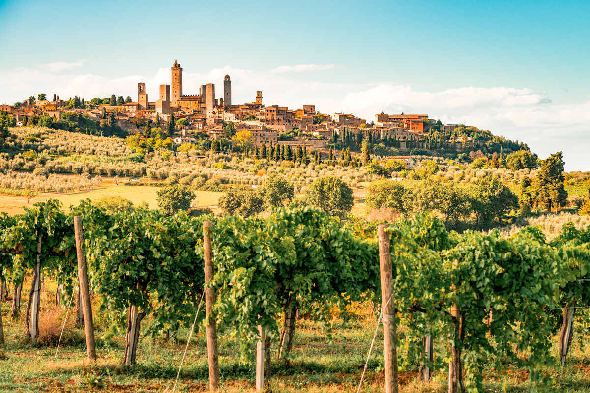 Vineyard in Tuscany Italy